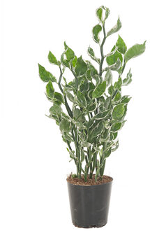 Pedilanthus Tithymaloides 'Mystery Planet' - P 12 cm