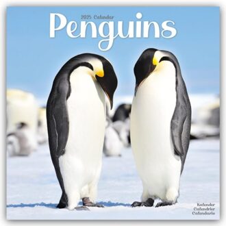 Penguins Calendar 2025 Square Animal Wall Calendar - 16 Month - Browntrout Wandkalender - Avonside Publishing Ltd