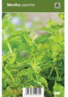 Pepermunt (mentha piperita) kruiden - 12 stuks
