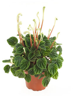 Peperomia Caperata lilian (Rattenstaartje) - P 12 cm