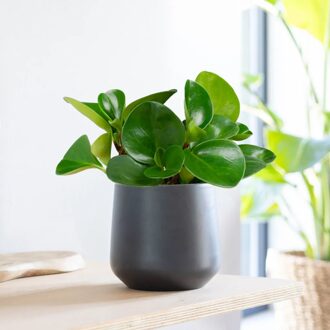 Peperomia Obtusifolia - P12