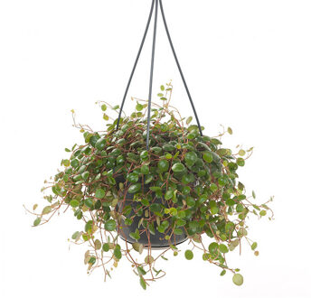 Peperomia Pepperspot 'Green Coins' - P 15 cm