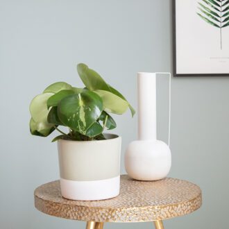 Peperomia Polybotrya variegata (raindrop) - P 12 cm