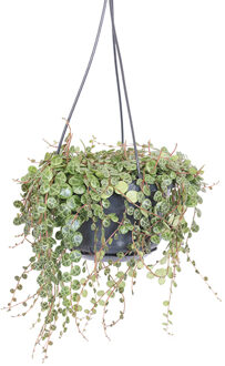 Peperomia Prostrata (hangplant) - P 14 cm