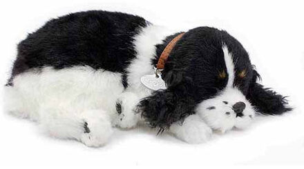 Perfect Petzzz Hond Engelse Cockerspaniël