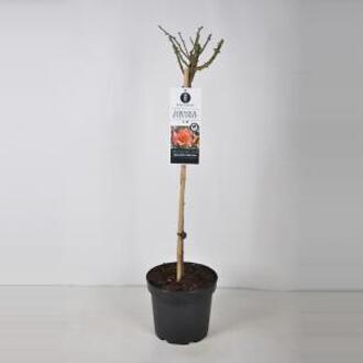 Persica roos op stam (rosa Persica "For your Eyes only"®) - 3 stuks