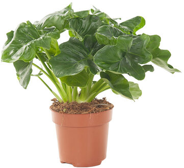Philodendron Atom - P 12 cm