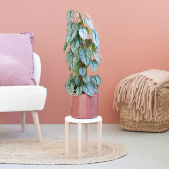 Philodendron Brandtianum - P17