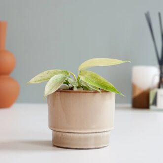 Philodendron Florida Ghost (mini) - P6