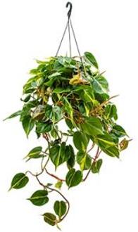 Philodendron grand brasil hangplant