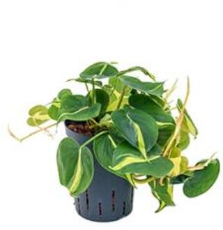 Philodendron grand brasil hydrocultuur hangplant
