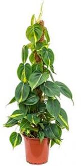 Philodendron grand brasil mosstok kamerplant