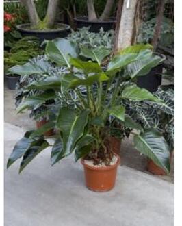 Philodendron green beauty kamerplant