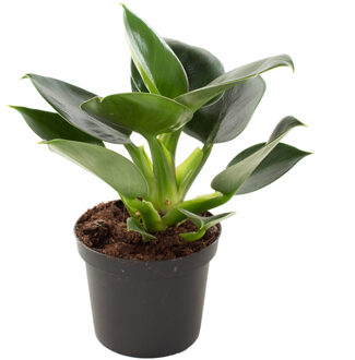 Philodendron Green Princess - P12