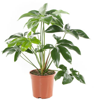 Philodendron Green Wonder - P 24 cm