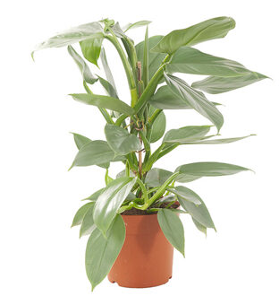 Philodendron Hastatum (Silver Sword) P 17 cm
