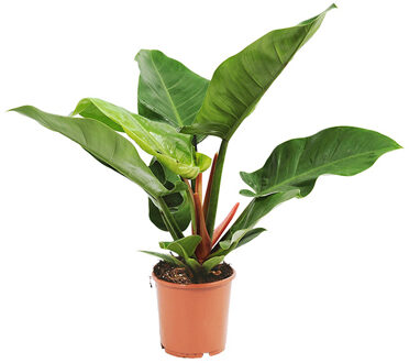 Philodendron Imperial Green - P 19 cm