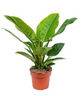 Philodendron imperial green S kamerplant