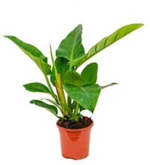 Philodendron imperial green XS kamerplant
