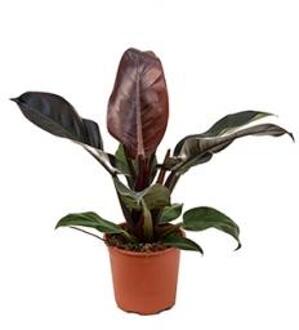 Philodendron imperial red S kamerplant