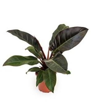 Philodendron imperial red XS kamerplant