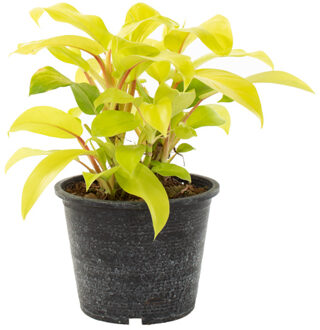 Philodendron Lemon Lime - P 15 cm