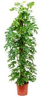 Philodendron minima M kamerplant