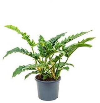 Philodendron narrow M kamerplant