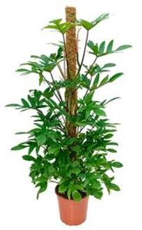Philodendron pedatum mosstok 150 kamerplant