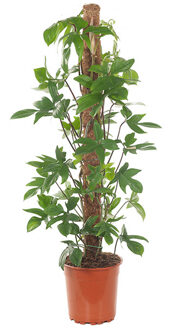 Philodendron Pedatum - P 24 cm