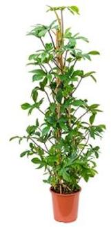 Philodendron pedatum pyramis kamerplant