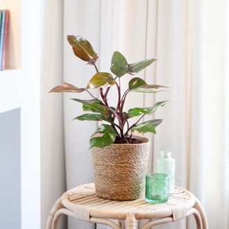 Philodendron - Pink Princess - P19