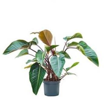 Philodendron red beauty kamerplant