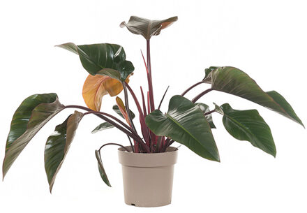 Philodendron Red Beauty - P 27 cm