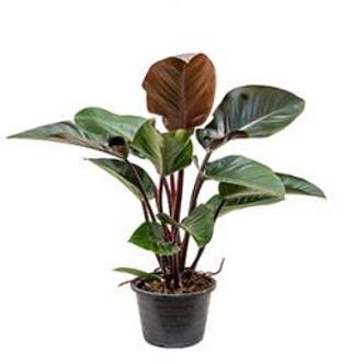 Philodendron red congo L kamerplant