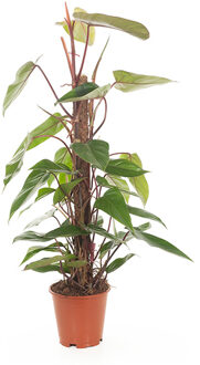 Philodendron Red Emerald (mosstok) - P 19 cm