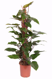 Philodendron 'Red Emerald' P 24 cm