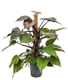 Philodendron royal queen hydrocultuur plant