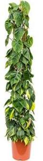 Philodendron scandens brasil colomnae L kamerplant