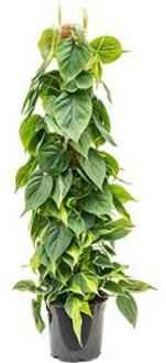 Philodendron scandens brasil mosstok 100 kamerplant