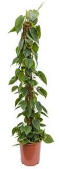 Philodendron scandens mosstok 150 kamerplant