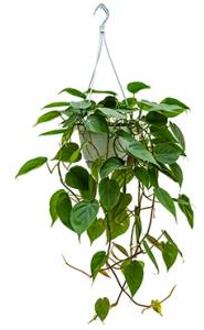 Philodendron scandens S hangplant