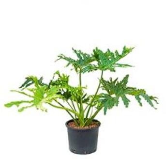 Philodendron selloum L hydrocultuur plant