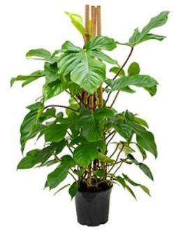 Philodendron squamiferum kamerplant
