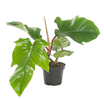 Philodendron Squamiferum - P 13 cm