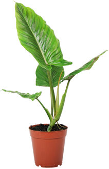 Philodendron Subhastatum - P 15 cm