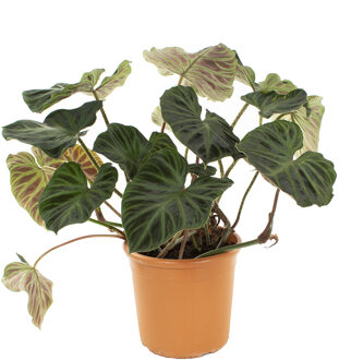 Philodendron Verrucosum XXL - P 30 cm