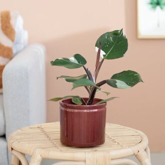 Philodendron White Knight - P12