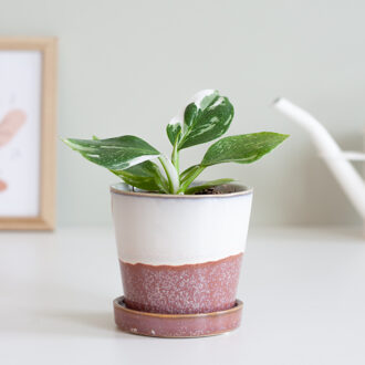 Philodendron White Wizard (mini) - P9