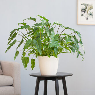 Philodendron Xanadu - p21